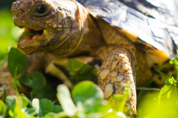 Close up of a cute African Leopard Tortoise eating clovers in a green field