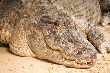 alligator in the everglades