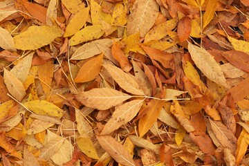 autumn leaves background