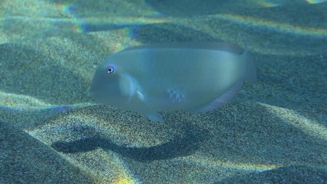 Cleaver Wrasse or Pearly Razorfish (Xyrichtys novacula) searches for food on the sandy bottom in shallow water, then leaves the frame. Mediterranean, Greece.