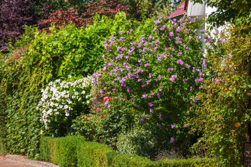 Fototapeta na wymiar Gartenhecke, Garten, Blumen, , Osterholz-Scharmbeck, Niedersachsen, Deutschland