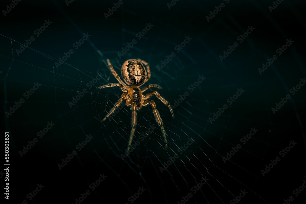 Sticker macro shot of a brown spider its net against a dark background