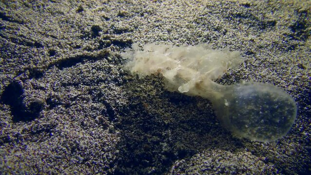 Marine life: The invasive species in the Mediterranean, Wonderous Melibe Slug (Melibe viridis), preys on the sandy bottom. bottom in search of food.