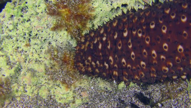 Marine life: Variable Sea Cucumber (Holothuria sanctori) slowly crawling over a rock on the seabed, forepart, close-up.
