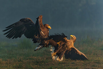 Eagle battle. White tailed eagles (Haliaeetus albicilla) fighting for food on a field in the forest in Poland. 