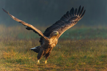 Eagle flying. White tailed eagles (Haliaeetus albicilla) flying at a field in the forest of Poland searching for food on a foggy autumn morning.