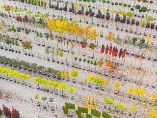 Aerial view of a tree nursery with yellow, red and red green plants, arranged in a row, during...