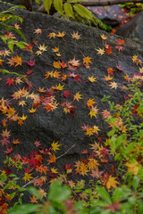 もみじのカラフルな葉が岩に落ちる