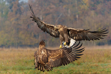 Eagle battle. White tailed eagles (Haliaeetus albicilla) fighting for food on a field in the forest in Poland. 