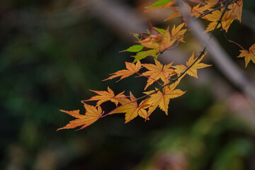 山吹色になったもみじ