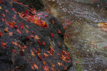 大きな岩にもみじの葉がたくさん落ちる