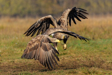 Eagle battle. White tailed eagles (Haliaeetus albicilla) fighting for food on a field in the forest in Poland. 