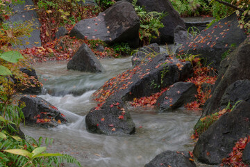 スローシャッターで撮影した小川と落ち葉