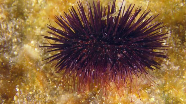 Underwater scene: Purple Sea Urchin (Paracentrotus lividus) on the seabed overgrown with colorful algae, side view.
