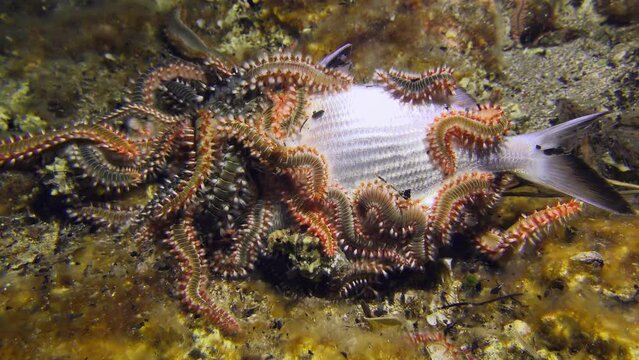 Marine life: A huge number of poisonous Bearded fireworms (Hermodice carunculata) feeding the dead fish.