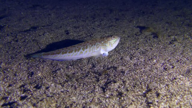 Night hunter Greater weever (Trachinus draco) waits for its prey on the sandy bottom, then swims away.