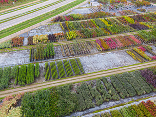 Aerial view of a tree nursery with yellow, red and red green plants, arranged in a row, during...