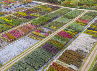 Aerial view of a tree nursery with yellow, red and red green plants, arranged in a row, during...