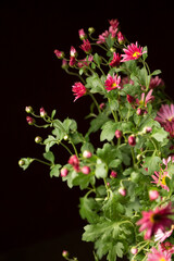 A bouquet of beautiful pink chrysanthemums in a vintage vase