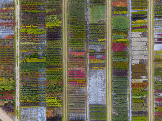 Aerial view of a tree nursery with yellow, red and red green plants, arranged in a row, during...