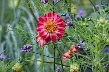 Closeup shot of a red dahlia surrounded by other colorful flowers in a garden