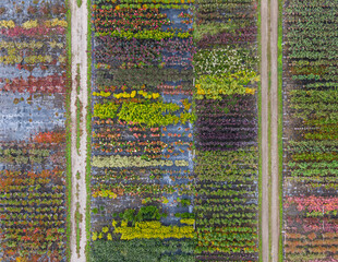 Aerial view of a tree nursery with yellow, red and red green plants, arranged in a row, during...