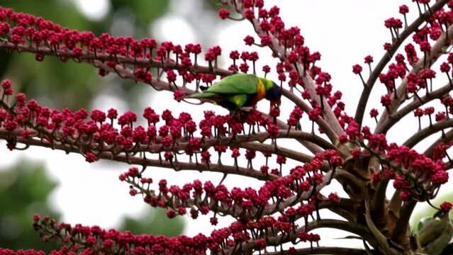 a slow motion clip of a rainbow lorikeet feeding on the flowers of an umbrella tree at lake eacham in nth qld, australia