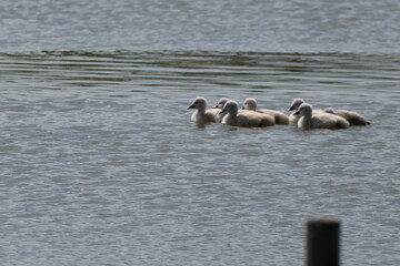 Schwan schwimmt mit Familie auf einem See
