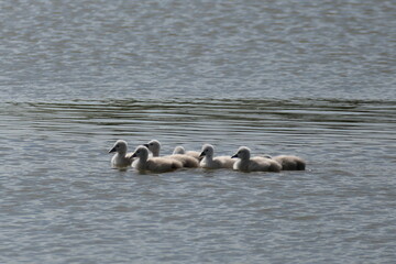 Schwan schwimmt mit Familie auf einem See
