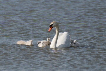 Schwan schwimmt mit Familie auf einem See
