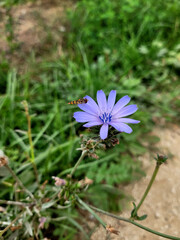 Cichorium intybus flower and a bee. Purple flower with an insect
