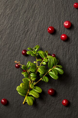 a lingonberry branch on a stone surface