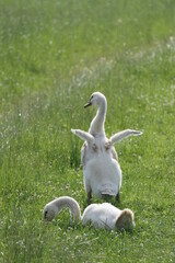Schwan mit Familie auf einem kleinen See
