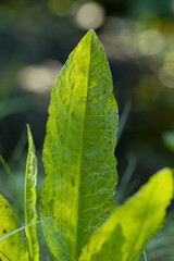 leaf being back lit from the sun 