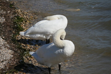 Schwane auf dem Wasser