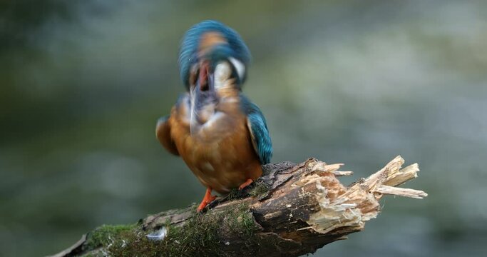 Detail of kingfisher. Common kingfisher, Alcedo atthis, perched on branch near nesting burrow and cleans feathers. Wildlife breeding season. Colorful bird in summer nature. Hunting river kingfisher.