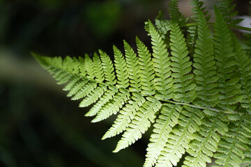 fern leaf background high detail of isolated fern leafs blurry background