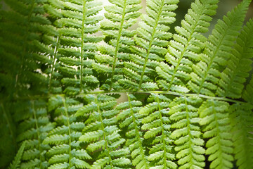 close up of fern, macro shot.