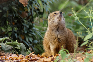 Fuchsmanguste im Herbst