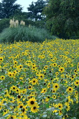 Obraz premium 太陽の花