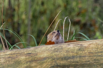 Fuchsmanguste im Herbst