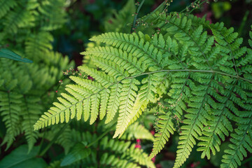 fern leaf background high detail of isolated fern leafs blurry background