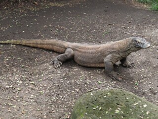 Endangered Komodo Dragon or Varanus komodoensis.