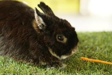 Cute little black rabbit wanna eats carrot. - obrazy, fototapety, plakaty