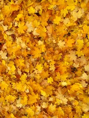 autumn leaves background