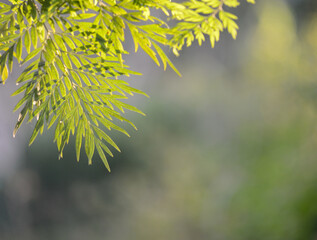 A nature background with backlit leaves in the foreground and a defused background with space for copy