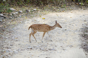 Fototapeta na wymiar A chital or spotted deer crosses a rocky road in a national park in India. Chitals are abundant in India and Sri Lanka