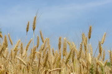 Fototapeta premium Golden wheat strands or stalks ready for harvest against a blue sky - space for copy
