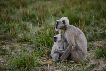 A langur mother monkey with her infant in a south Asian forest