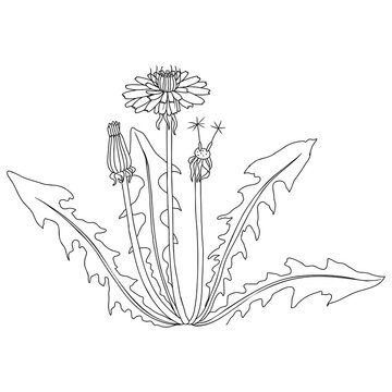 dandelion flower,Taraxacum officinale , vector drawing wild plant isolated at white background, floral design element , hand drawn botanical illustration